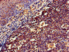 Immunohistochemistry of paraffin-embedded human tonsil tissue using CSB-PA015525LA01HU at dilution of 1:100