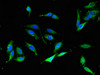 Immunofluorescent analysis of Hela cells using CSB-PA015525LA01HU at dilution of 1:100 and Alexa Fluor 488-congugated AffiniPure Goat Anti-Rabbit IgG (H+L)