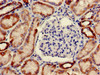 Immunohistochemistry of paraffin-embedded human kidney tissue using CSB-PA016337LA01HU at dilution of 1:100 Immunohistochemistry of paraffin-embedded human kidney tissue using CSB-PA016337LA01HU at dilution of 1:100
