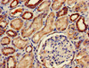 Immunohistochemistry of paraffin-embedded human kidney tissue using CSB-PA017687LA01HU at dilution of 1:100