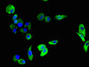Immunofluorescent analysis of HepG2 cells using CSB-PA017767LA01HU at dilution of 1:100 and Alexa Fluor 488-congugated AffiniPure Goat Anti-Rabbit IgG (H+L)