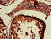 Immunohistochemistry of paraffin-embedded human testis tissue using CSB-PA018130LA01HU at dilution of 1:100