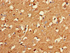 Immunohistochemistry of paraffin-embedded human brain tissue using CSB-PA018267LA01HU at dilution of 1:100