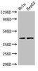 Western Blot<br />
 Positive WB detected in: Hela whole cell lysate, HepG2 whole cell lysate<br />
 All lanes: PRKACG antibody at 3.2µg/ml<br />
 Secondary<br />
 Goat polyclonal to rabbit IgG at 1/50000 dilution<br />
 Predicted band size: 41 kDa<br />
 Observed band size: 41 kDa<br />