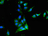 Immunofluorescent analysis of Hela cells using CSB-PA018742LA01HU at dilution of 1:100 and Alexa Fluor 488-congugated AffiniPure Goat Anti-Rabbit IgG (H+L)