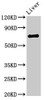 Western Blot<br />
 Positive WB detected in: Rat liver tissue<br />
 All lanes: PRODH antibody at 3µg/ml<br />
 Secondary<br />
 Goat polyclonal to rabbit IgG at 1/50000 dilution<br />
 Predicted band size: 69, 57, 60 kDa<br />
 Observed band size: 69 kDa<br />