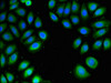 Immunofluorescent analysis of A549 cells using CSB-PA018869LA01HU at dilution of 1:100 and Alexa Fluor 488-congugated AffiniPure Goat Anti-Rabbit IgG (H+L)