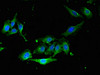 Immunofluorescent analysis of Hela cells using CSB-PA019213EA01HU at dilution of 1: 100 and Alexa Fluor 488-congugated AffiniPure Goat Anti-Rabbit IgG (H+L)