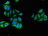 Immunofluorescent analysis of HepG2 cells using CSB-PA019649LA01HU at dilution of 1:100 and Alexa Fluor 488-congugated AffiniPure Goat Anti-Rabbit IgG (H+L)