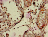 Immunohistochemistry of paraffin-embedded human testis tissue using CSB-PA019828LA01HU at dilution of 1:100