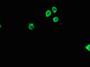 Immunofluorescent analysis of HepG2 cells using CSB-PA020207LA01HU at dilution of 1:100 and Alexa Fluor 488-congugated AffiniPure Goat Anti-Rabbit IgG (H+L)