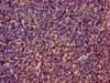 Immunohistochemistry of paraffin-embedded human lymph node tissue using CSB-PA020289LA01HU at dilution of 1:100