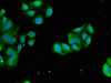 Immunofluorescent analysis of HepG2 cells using CSB-PA020289LA01HU at dilution of 1:100 and Alexa Fluor 488-congugated AffiniPure Goat Anti-Rabbit IgG (H+L)