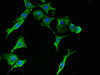 Immunofluorescent analysis of MCF-7 cells using CSB-PA020393LA01HU at dilution of 1:100 and Alexa Fluor 488-congugated AffiniPure Goat Anti-Rabbit IgG (H+L)