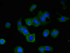 Immunofluorescent analysis of MCF-7 cells using CSB-PA020468LA01HU at dilution of 1:100 and Alexa Fluor 488-congugated AffiniPure Goat Anti-Rabbit IgG (H+L)