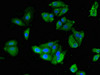 Immunofluorescent analysis of HepG2 cells using CSB-PA021357LA01HU at dilution of 1:100 and Alexa Fluor 488-congugated AffiniPure Goat Anti-Rabbit IgG (H+L)