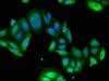 Immunofluorescent analysis of HepG2 cells using CSB-PA025747LA01HU at dilution of 1:100 and Alexa Fluor 488-congugated AffiniPure Goat Anti-Rabbit IgG (H+L)