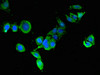 Immunofluorescent analysis of PC-3 cells using CSB-PA026138LA01HU at dilution of 1:100 and Alexa Fluor 488-congugated AffiniPure Goat Anti-Rabbit IgG (H+L) Immunofluorescent analysis of PC-3 cells using CSB-PA026138LA01HU at dilution of 1:100 and Alexa Fluor 488-congugated AffiniPure Goat Anti-Rabbit IgG (H+L)
