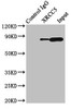 Immunoprecipitating XRCC5 in HepG2 whole cell lysate<br />
 Lane 1: Rabbit control IgG (1µg) instead of CSB-PA026233HA01HU in HepG2 whole cell lysate.
 For western blotting, a HRP-conjugated Protein G antibody was used as the secondary antibody (1/2000) <br />
 Lane 2: CSB-PA026233HA01HU (8µg) + HepG2 whole cell lysate (500µg) <br />
 Lane 3: HepG2 whole cell lysate (10µg) <br />