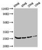 Western Blot<br />
 Positive WB detected in Recombinant protein<br />
 All lanes: BETV4 antibody at 3µg/ml<br />
 Secondary<br />
 Goat polyclonal to rabbit IgG at 1/50000 dilution<br />
 predicted band size: 26 kDa<br />
 observed band size: 26 kDa<br />