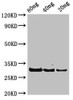 Western Blot<br />
 Positive WB detected in Recombinant protein<br />
 All lanes: rplL antibody at 3.25µg/ml<br />
 Secondary<br />
 Goat polyclonal to rabbit IgG at 1/50000 dilution<br />
 Predicted band size: 30 kDa<br />
 Observed band size: 30 kDa<br />