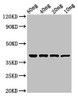 Western Blot<br />
 Positive WB detected in Recombinant protein<br />
 All lanes: ompT antibody at 2.4µg/ml<br />
 Secondary<br />
 Goat polyclonal to rabbit IgG at 1/50000 dilution<br />
 predicted band size: 38 kDa<br />
 observed band size: 38 kDa<br />