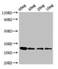 Western Blot<br />
 Positive WB detected in Recombinant protein<br />
 All lanes: RNU2 antibody at 3.25µg/ml<br />
 Secondary<br />
 Goat polyclonal to rabbit IgG at 1/50000 dilution<br />
 predicted band size: 30 kDa<br />
 observed band size: 30 kDa<br />