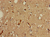 Immunohistochemistry of paraffin-embedded human brain tissue using CSB-PA613379LA01HU at dilution of 1:100