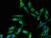 Immunofluorescent analysis of Hela cells using CSB-PA614406LA01HU at dilution of 1:100 and Alexa Fluor 488-congugated AffiniPure Goat Anti-Rabbit IgG (H+L)