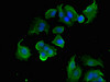 Immunofluorescent analysis of MCF-7 cells using CSB-PA614448LA01HU at dilution of 1:100 and Alexa Fluor 488-congugated AffiniPure Goat Anti-Rabbit IgG (H+L)