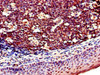 Immunohistochemistry of paraffin-embedded human tonsil tissue using CSB-PA615672LA01HU at dilution of 1:100