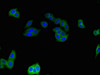 Immunofluorescent analysis of HepG2 cells using CSB-PA757602LA01HU at dilution of 1:100 and Alexa Fluor 488-congugated AffiniPure Goat Anti-Rabbit IgG (H+L)