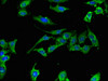 Immunofluorescent analysis of Hela cells using CSB-PA764111LA01HU at dilution of 1:100 and Alexa Fluor 488-congugated AffiniPure Goat Anti-Rabbit IgG (H+L) Immunofluorescent analysis of Hela cells using CSB-PA764111LA01HU at dilution of 1:100 and Alexa Fluor 488-congugated AffiniPure Goat Anti-Rabbit IgG (H+L)