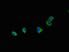 Immunofluorescent analysis of HepG2 cells using CSB-PA773584HA01HU at dilution of 1:100 and Alexa Fluor 488-congugated AffiniPure Goat Anti-Rabbit IgG (H+L)