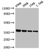 Western Blot<br />
 Positive WB detected in Recombinant protein<br />
 All lanes: PF0142 antibody at 2.4µg/ml<br />
 Secondary<br />
 Goat polyclonal to rabbit IgG at 1/50000 dilution<br />
 Predicted band size: 36 kDa<br />
 Observed band size: 36 kDa<br />