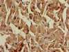 Immunohistochemistry of paraffin-embedded human heart tissue using CSB-PA836199LA01HU at dilution of 1:100