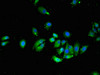 Immunofluorescent analysis of HepG2 cells using CSB-PA842635LA01HU at dilution of 1:100 and Alexa Fluor 488-congugated AffiniPure Goat Anti-Rabbit IgG (H+L)