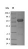 (Tris-Glycine gel) Discontinuous SDS-PAGE (reduced) with 5% enrichment gel and 15% separation gel.