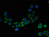 Immunofluorescent analysis of PC-3 cells using CSB-PA850263LA01HU at dilution of 1:100 and Alexa Fluor 488-congugated AffiniPure Goat Anti-Rabbit IgG (H+L)