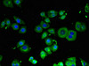 Immunofluorescent analysis of PC-3 cells using CSB-PA855061LA01HU at dilution of 1:100 and Alexa Fluor 488-congugated AffiniPure Goat Anti-Rabbit IgG (H+L)