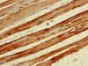 Immunohistochemistry of paraffin-embedded human skeletal muscle tissue using CSB-PA857447LA01HU at dilution of 1:100