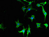 Immunofluorescent analysis of MCF-7 cells using CSB-PA857447LA01HU at dilution of 1:100 and Alexa Fluor 488-congugated AffiniPure Goat Anti-Rabbit IgG (H+L)