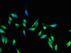 Immunofluorescent analysis of Hela cells using CSB-PA857882LA01HU at dilution of 1:100 and Alexa Fluor 488-congugated AffiniPure Goat Anti-Rabbit IgG (H+L)
