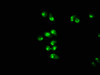 Immunofluorescence staining of Hela cells with CSB-PA859113EA01HU at 1:166, counter-stained with DAPI. The cells were fixed in 4% formaldehyde, permeabilized using 0.2% Triton X-100 and blocked in 10% normal Goat Serum. The cells were then incubated with the antibody overnight at 4°C. The secondary antibody was Alexa Fluor 488-congugated AffiniPure Goat Anti-Rabbit IgG (H+L) .