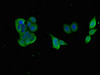 Immunofluorescent analysis of PC-3 cells using CSB-PA861986LA01HU at dilution of 1:100 and Alexa Fluor 488-congugated AffiniPure Goat Anti-Rabbit IgG (H+L)