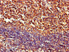 Immunohistochemistry of paraffin-embedded human tonsil tissue using CSB-PA868381LA01HU at dilution of 1:100 Immunohistochemistry of paraffin-embedded human tonsil tissue using CSB-PA868381LA01HU at dilution of 1:100