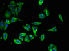 Immunofluorescent analysis of HepG2 cells using CSB-PA883623LA01HU at dilution of 1:100 and Alexa Fluor 488-congugated AffiniPure Goat Anti-Rabbit IgG (H+L)
