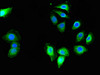 Immunofluorescent analysis of A549 cells using CSB-PA891548LA01HU at dilution of 1:100 and Alexa Fluor 488-congugated AffiniPure Goat Anti-Rabbit IgG (H+L)