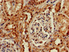 IHC image of CSB-PA897459LA01HU diluted at 1:600 and staining in paraffin-embedded human kidney tissue performed on a Leica BondTM system. After dewaxing and hydration, antigen retrieval was mediated by high pressure in a citrate buffer (pH 6.0) . Section was blocked with 10% normal goat serum 30min at RT. Then primary antibody (1% BSA) was incubated at 4°C overnight. The primary is detected by a biotinylated secondary antibody and visualized using an HRP conjugated SP system.