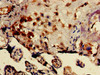 Immunohistochemistry of paraffin-embedded human placenta tissue using CSB-PA897524LA01HU at dilution of 1:100
